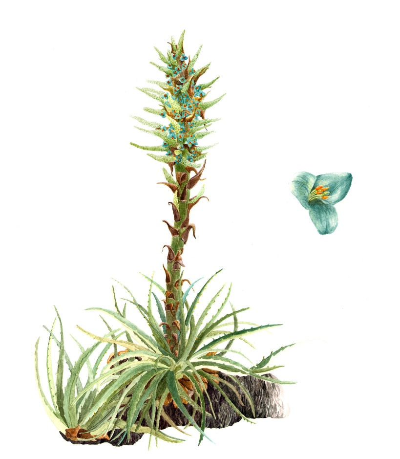 CHAGUAL - Puya berteroniana