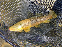 Ennis Montana Trout Fishing