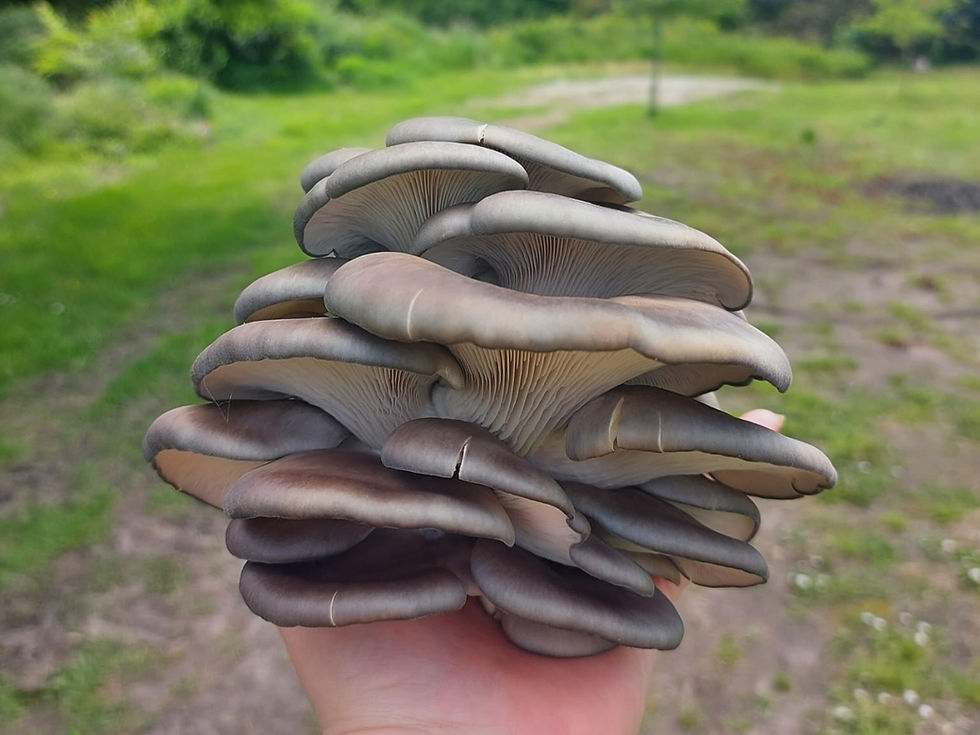 pleurotes fraiches