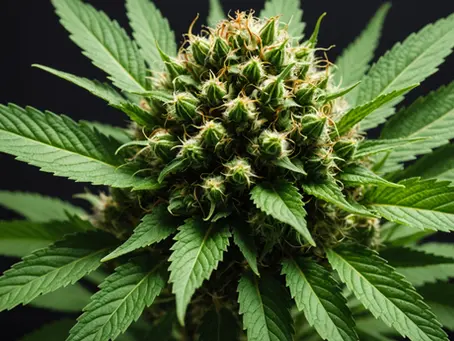 Have You Considered Medical Marijuana for Migraines? Get Expert Tips to Help You Make an Informed Decision
