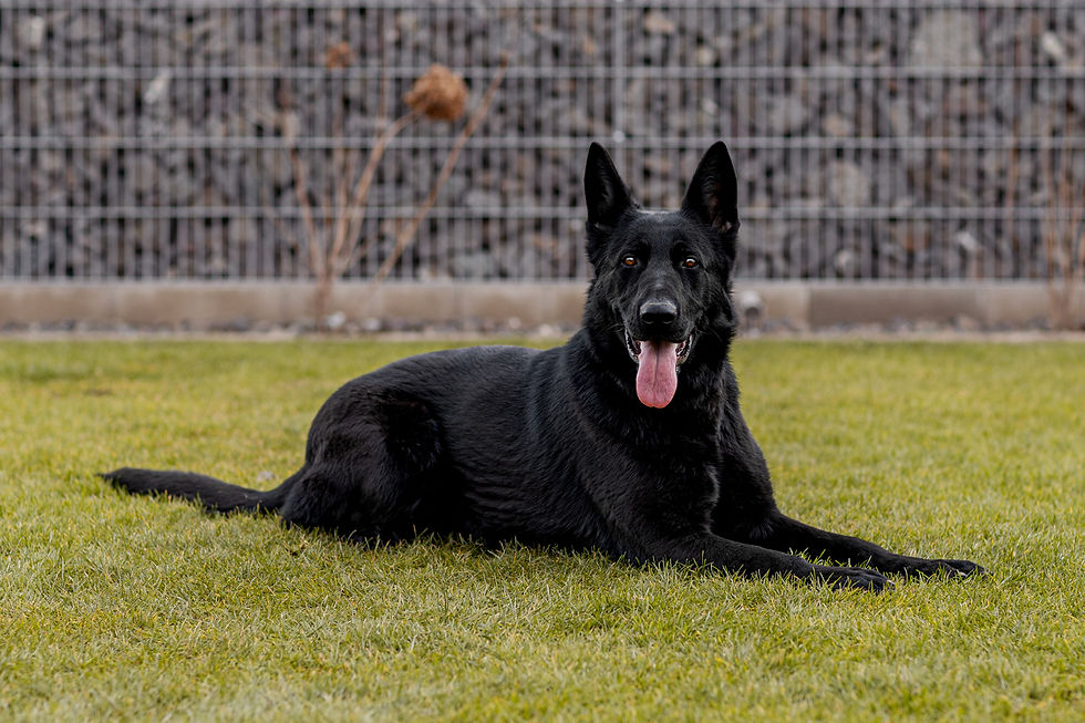 Slovak Protection Dogs - Lara profile