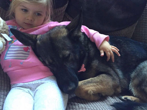 Executive and Elite Family Protection Dogs in Arizona: Ultimate Guide.