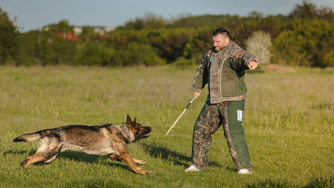 Elite Family Protection Dogs in Texas: Dallas, Houston, Austin’s Top Choice for Luxury Security.
