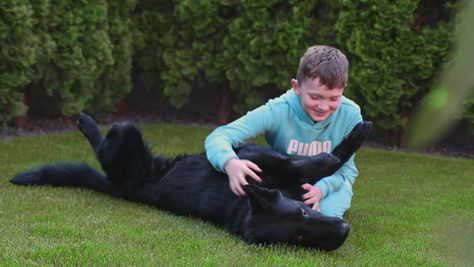 Elite Protection Dogs: Your Ultimate Security in California.