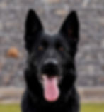 Slovak Protection Dogs - Lara