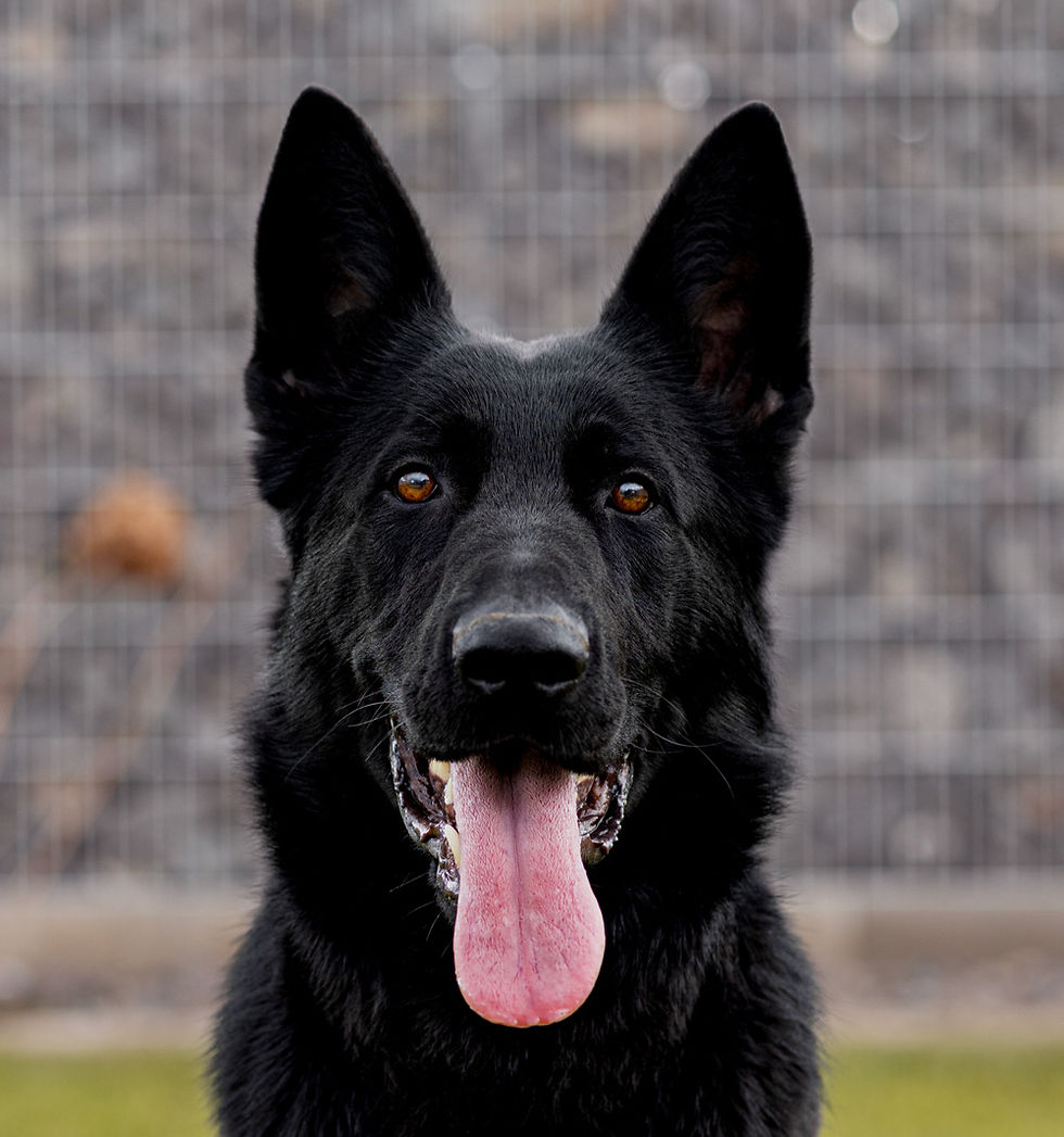 Slovak Protection Dogs - Lara