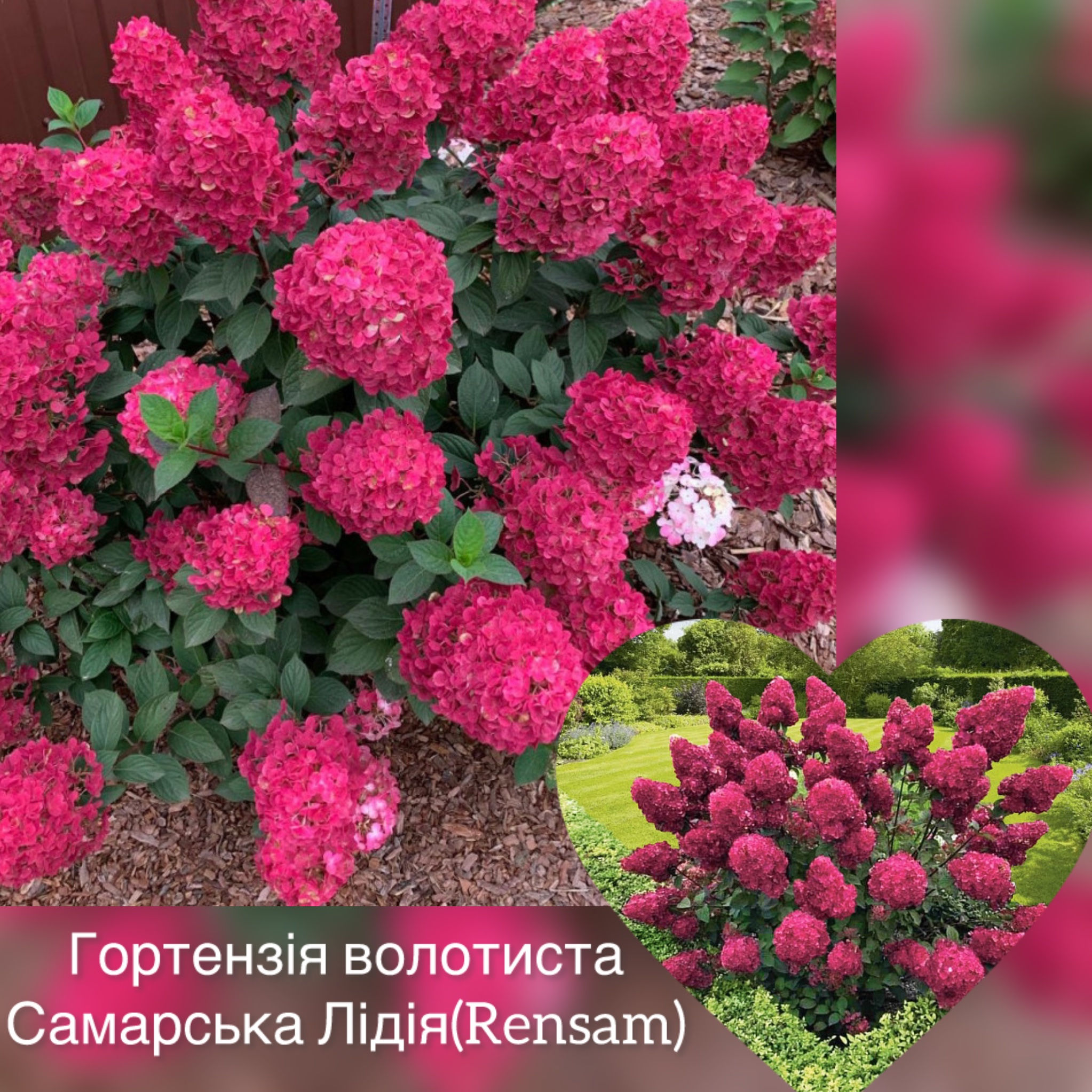 Гортензія волотиста “Самарська Лідія(Rensam)”, контейнер 0,5л