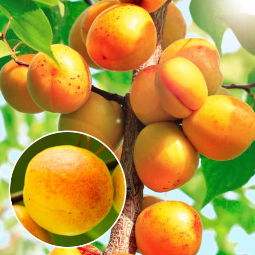 Абрикос колоновидний Зоряний