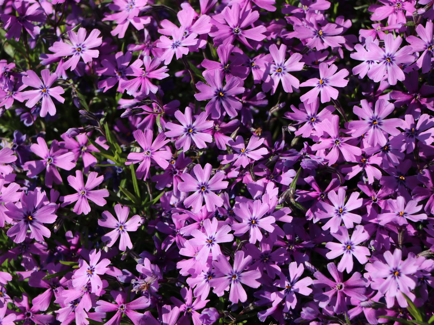 Флокс шиловидний  Purple Beauty
