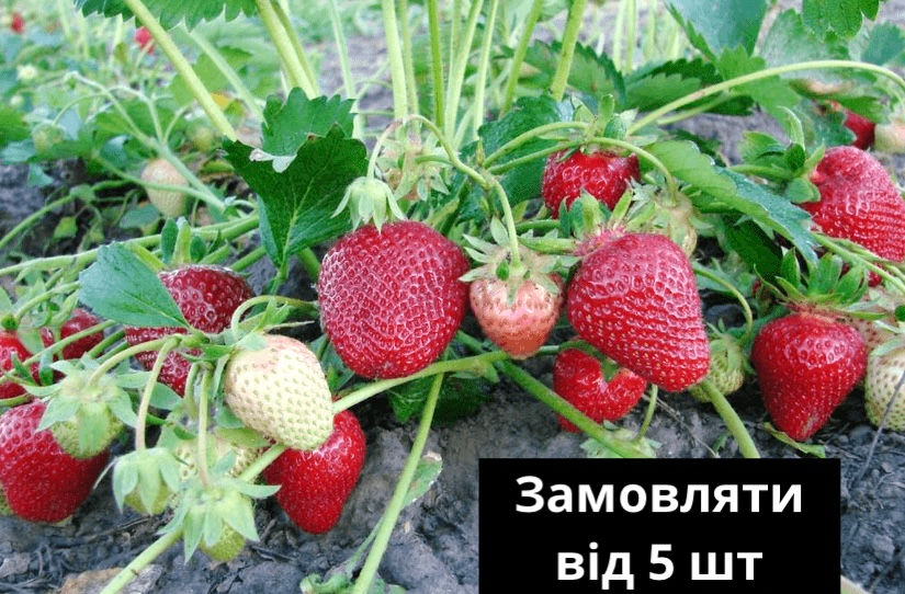 Полуниця «Клері»