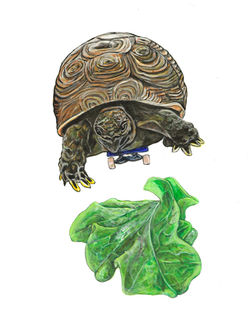 Baby turtle