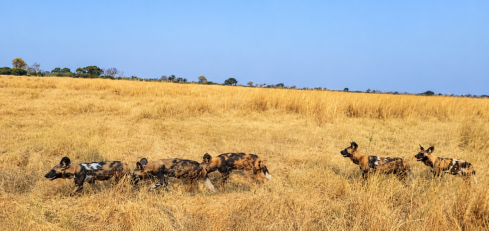 wild dogs 2.png