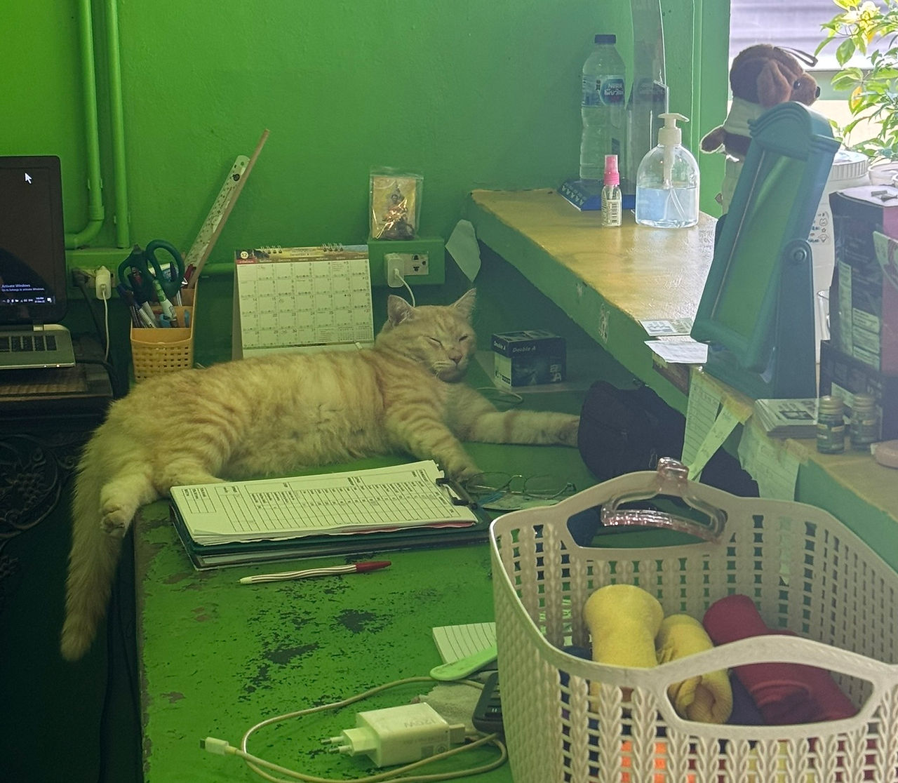Cat Manager