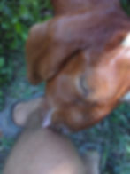 A goat licking a person's leg.