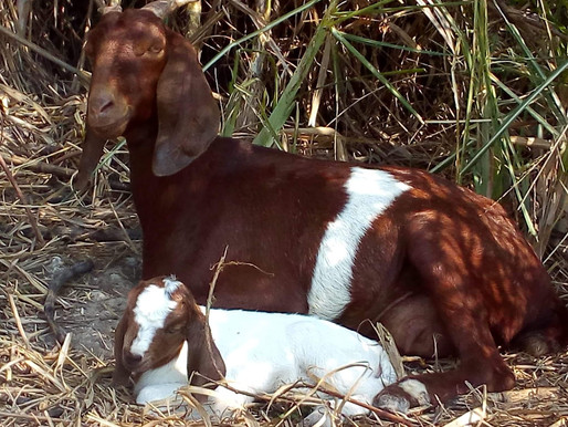 Goat Farming in Thailand - How we started