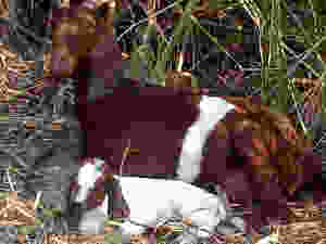 An adult nanny goat & her newly born baby kid goat