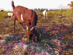 large brown mixed breed goat eating