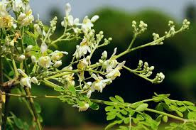 A flowering moringa tree
