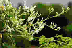A flowering moringa tree