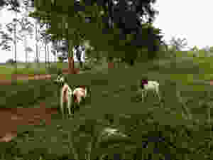 a goat herd eating green vegetation