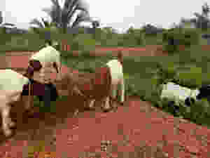 a herd of goats browsing together