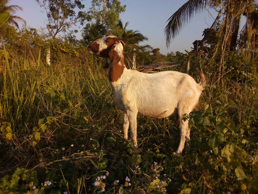 30 Amazing Goat Factoids & 1 repulsive one!