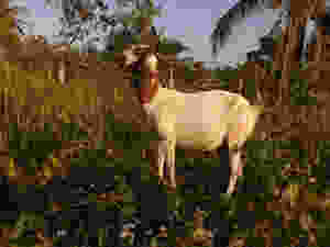large white and brown mixed breed adult goat doe