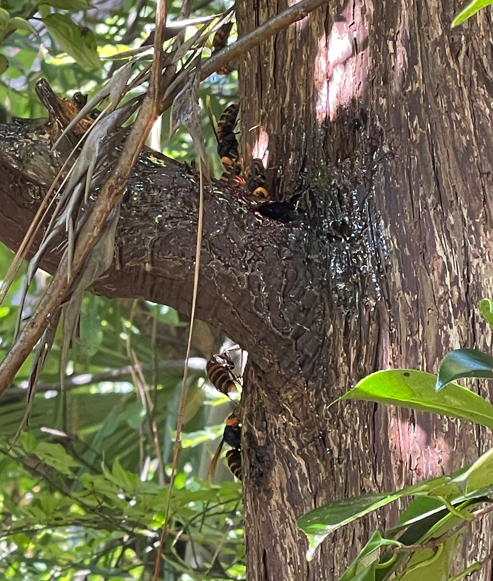 オオスズメバチが木の中に、、、