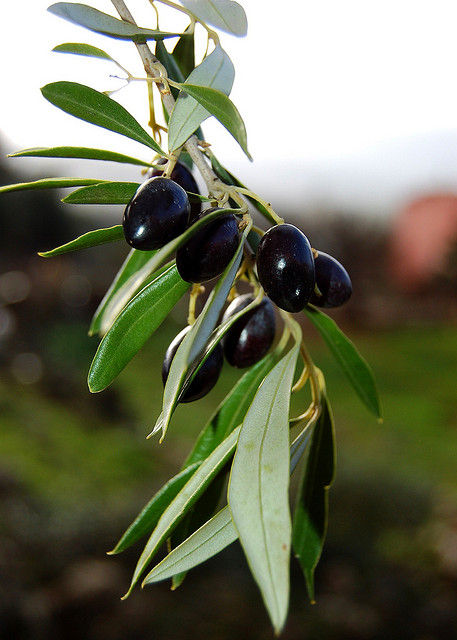 olives
