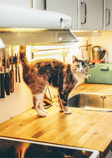 Gatto sul bancone