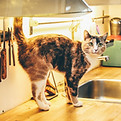 Cat on Counter