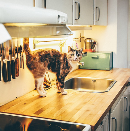 Cat on Counter