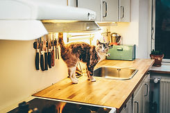 Cat on Counter