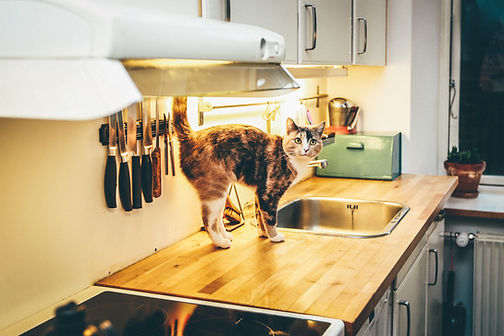 Cat on Counter