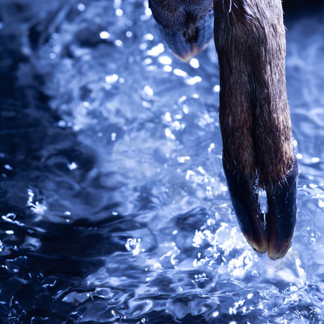 Moon walk - G Allard.jpg