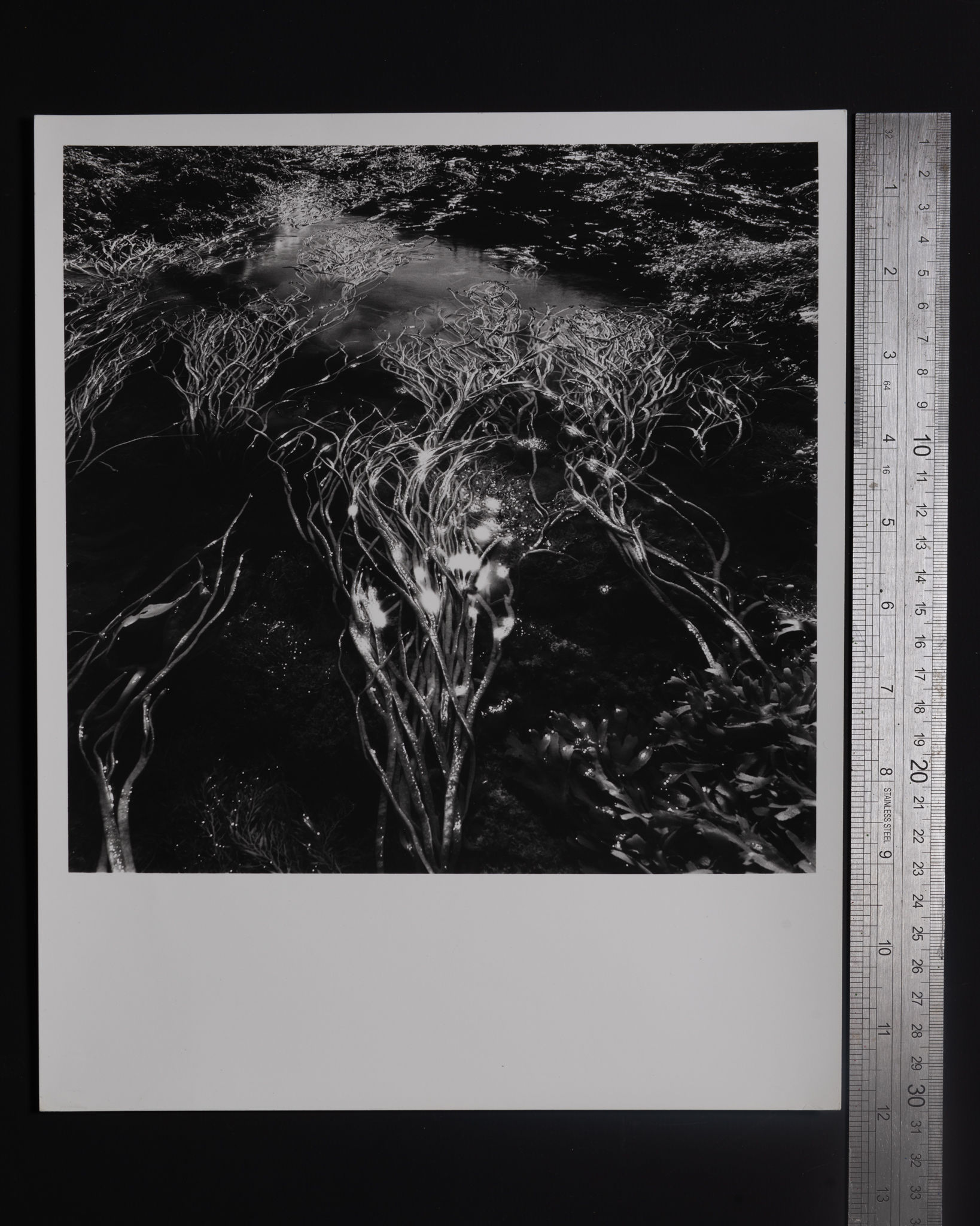 Seaweed, Duntulm Beach, Isle of Skye, 2001