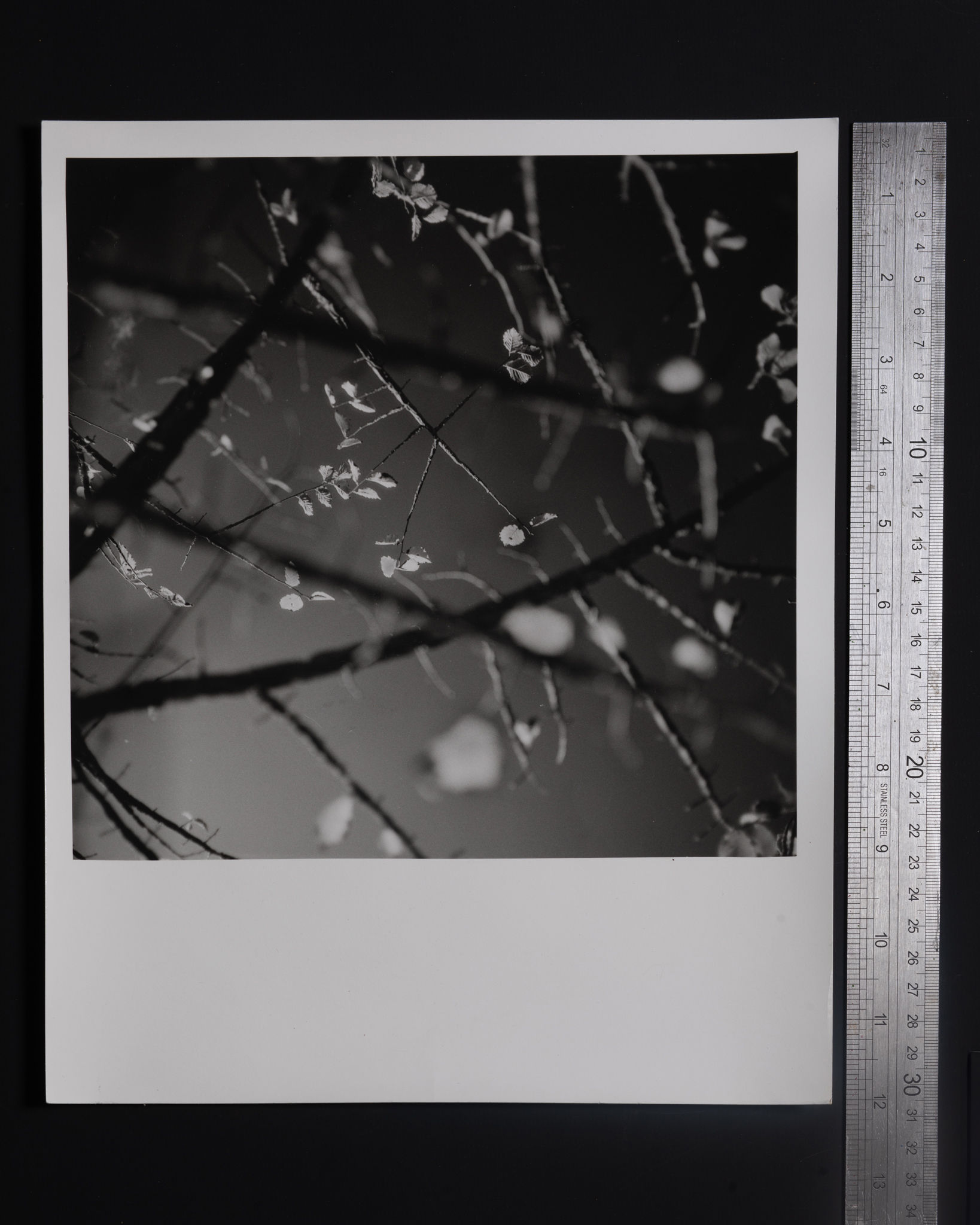 Branches, Coddenham, Suffolk, 2009