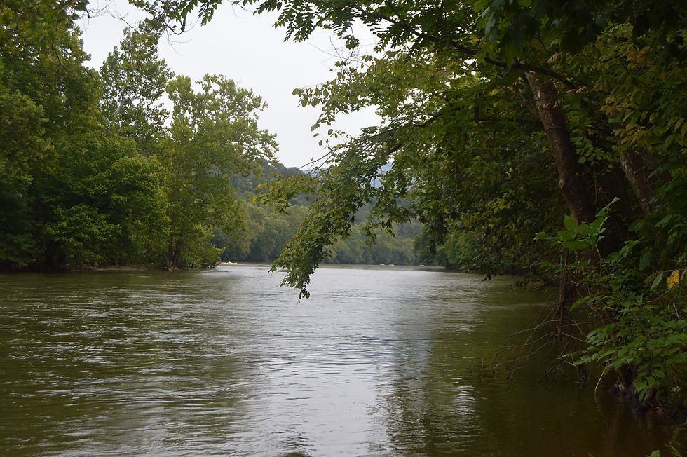 Shenandoah River lined with summer trees, southwest of Front Royal in Warren County, Virginia