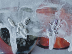 A mixed-media photographic artwork titled "The Apple #02" by Misuzu Shibuya.
