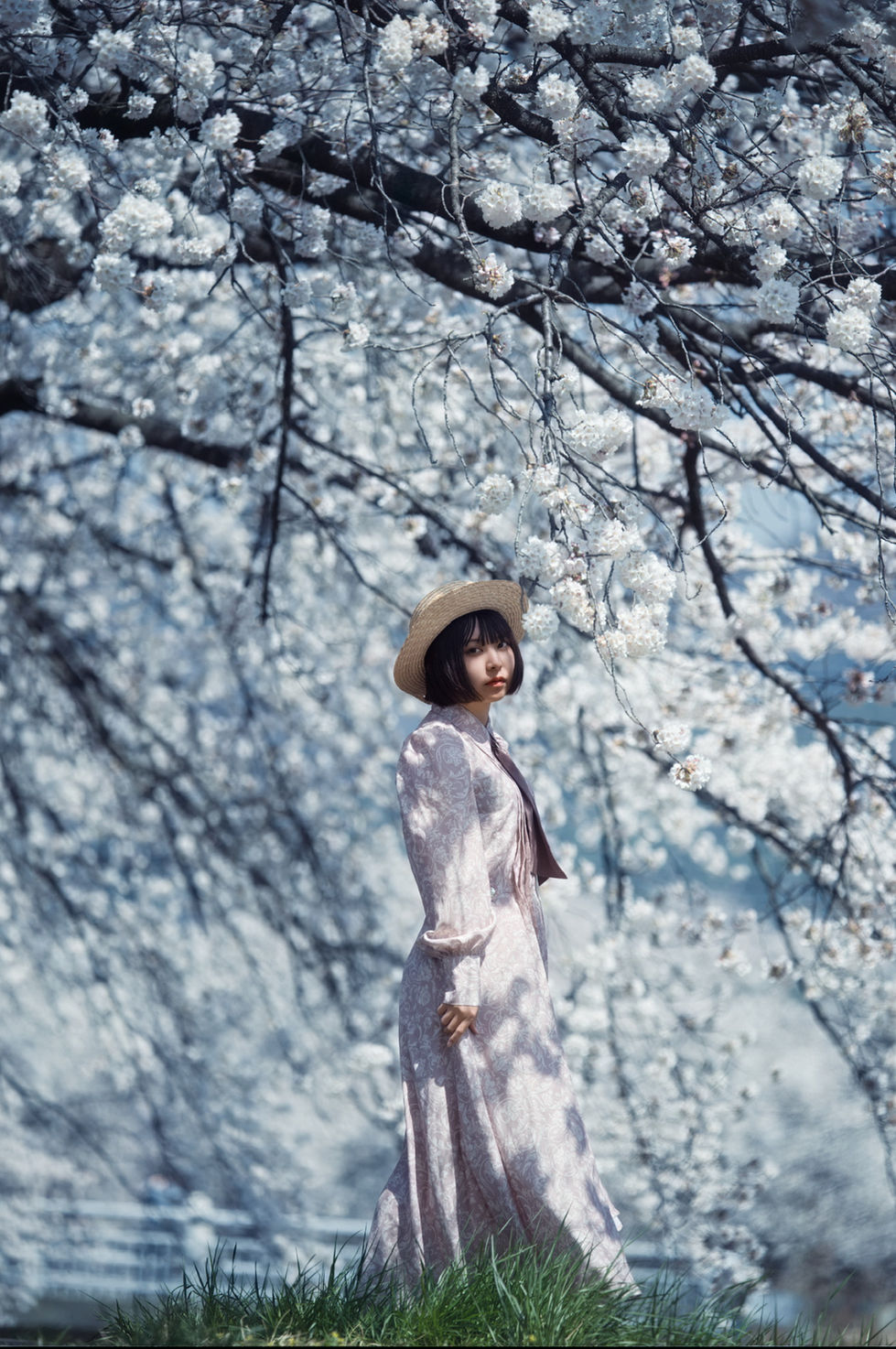 桜と女性…タイトル花影