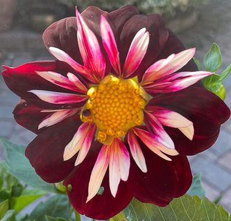 DAHLIA Night Butterfly