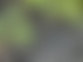 mulch under evergreens