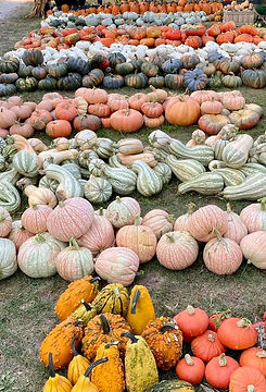 pumpkins-2.jpeg