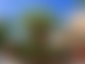 Rosemary Square unveils Wishing Tree in revitalized downtown West Palm Beach