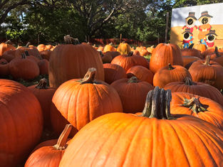 Hello Autumn. You're beautiful 🍂🍁🍃