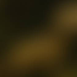 Knuckles pygmy lizard perched on moss-covered bark in Sri Lanka’s Knuckles Range