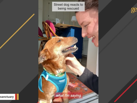 GeoBeats Animals: Spud's Story