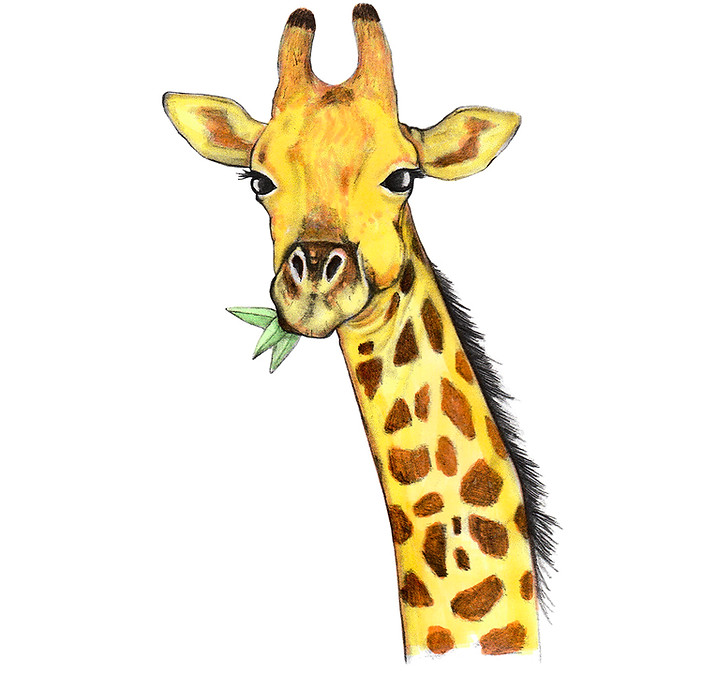 jirafa.jpg