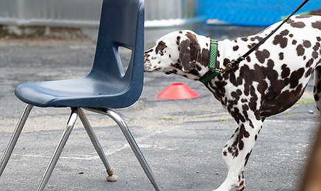 Dog searching nose work.jpg