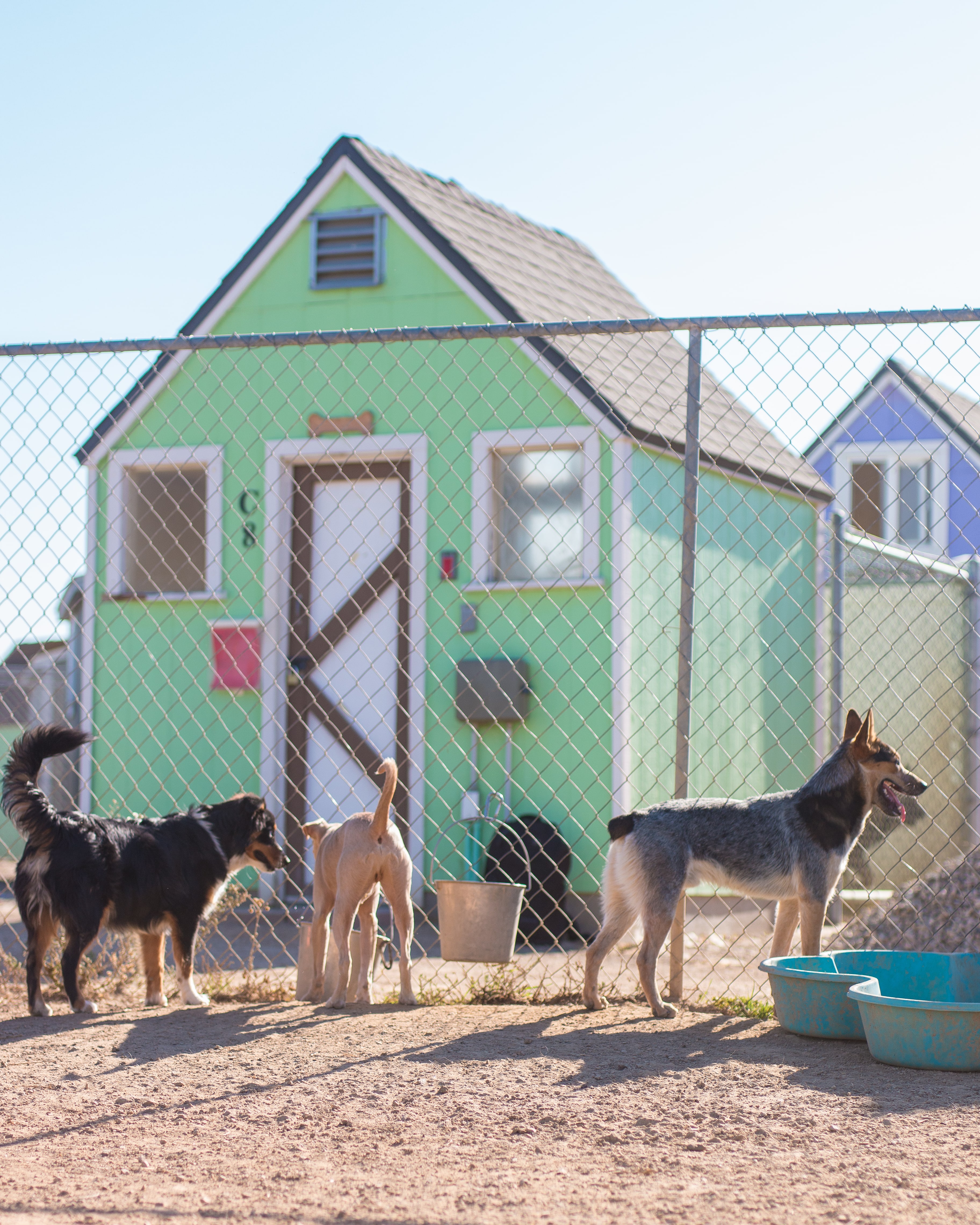Save a Life Volunteer at Thousand Hills Pet Resort San Luis Obispo